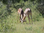 Impalas comiendo hierba en el parque Kruger