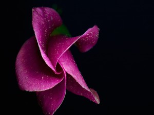 Postal: Pétalos color púrpura de una bella flor