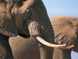Postal: La cara de un elefante con sus grandes colmillos