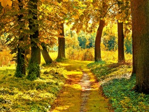 Camino amarillo entre los árboles otoñales