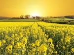 Campo con flores amarillas iluminado por el sol