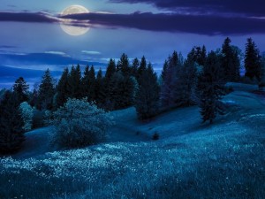 La luna brillando sobre el bosque
