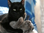 Gato negro abrazando a un gato gris