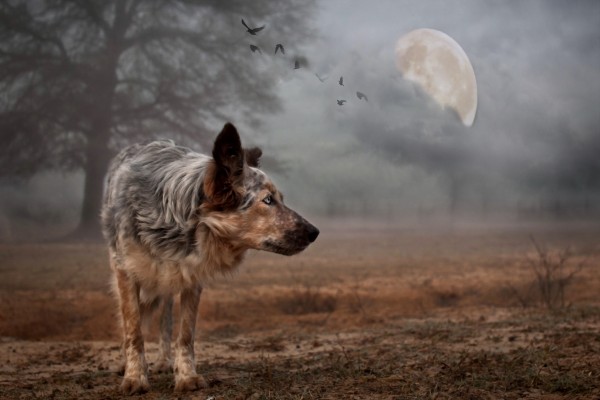 Lobo vagando en luna llena
