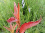 Hojas de color rojo en la planta