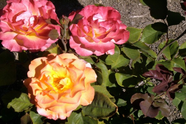 Tres preciosas rosas en el rosal
