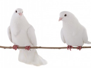 Postal: Dos palomas blancas sobre una rama