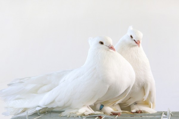 Un par de bellas palomas blancas