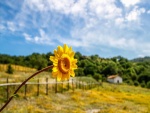 Bonita flor amarilla en el paisaje