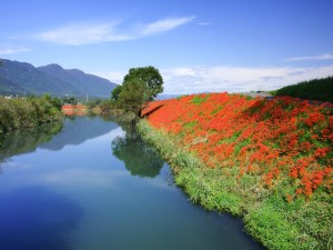 Flores rojas en la orilla del río