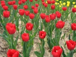 Tulipanes en la tierra seca