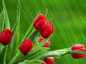 Lluvia sobre los tulipanes