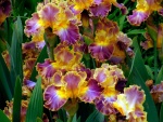 Flores con pétalos en varios colores