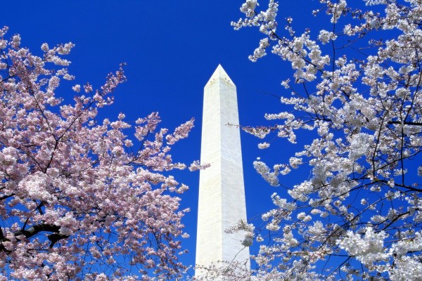 Árboles en flor y el Monumento a Washington