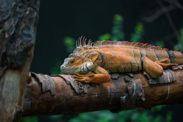 Iguana sobre un tronco
