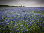 Campo lleno de flores de color azul