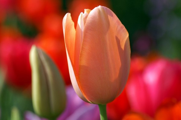 Tulipán recibiendo la luz del sol