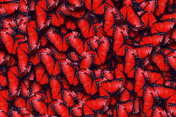 Conjunto de mariposas rojas