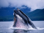 Gran ballena saliendo a la superficie