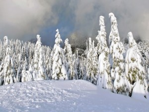 Gran capa de nieve sobre los pinos