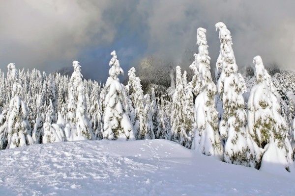 Gran capa de nieve sobre los pinos