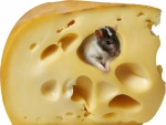 Ratón escondido en un trozo de queso
