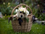 Perro con una corona de flores dentro de una cesta