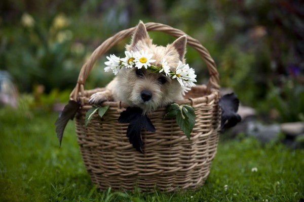 Perro con una corona de flores dentro de una cesta