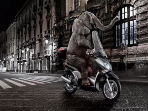 Un elefante paseando en moto