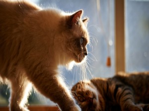 Postal: Dos gatos junto a la ventana