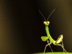 Mantis caminando sobre la superficie de una hoja
