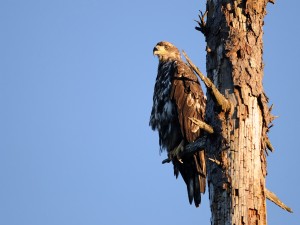Águila posada en una rama