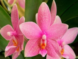 Postal: Orquídeas de color rosa