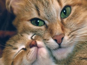 Postal: Gata abrazando a su gatito