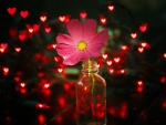Flor en una botella junto a corazones iluminados