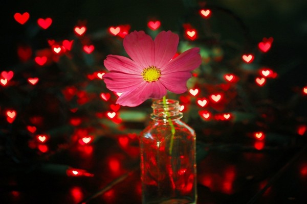 Flor en una botella junto a corazones iluminados