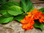 Flores con pétalos naranjas y hojas verdes