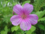 Flor rosa con gotas de agua
