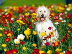 Un perro blanco entre las coloridas flores