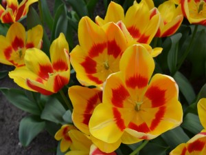Postal: Tulipanes amarillos y rojos