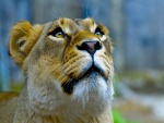 La cara de una leona
