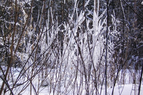 Nieve entre las ramas