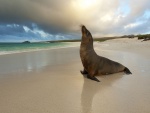 Una foca en la playa