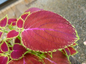 Una planta con hojas de color rojo y verde