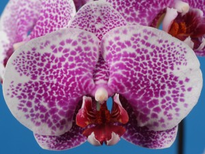 Una preciosa orquídea