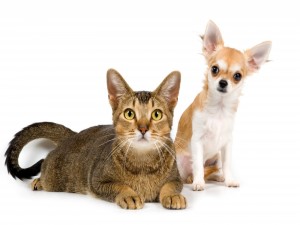 Postal: Gato y un chihuahua