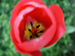 El interior de un tulipán
