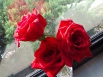 Rosas rojas junto a la ventana