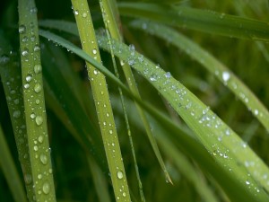 Gotas de lluvia sobre la planta