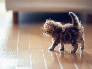 Un pequeño gato caminando por el suelo